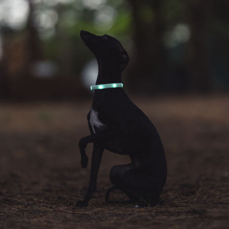 Świecąca, silikonowa obroża dla psa LED zdjęcie 2