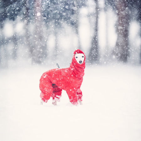 Kombinezon dla charcika RUBY RED - Wear.Chartbeat zdjęcie 2