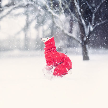 Kombinezon dla charcika RUBY RED - Wear.Chartbeat zdjęcie 4