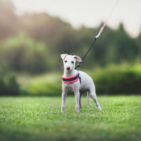 Szelki dla szczeniąt TRE PONTI MESH - Tre Ponti zdjęcie 3