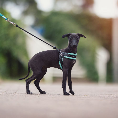 Szelki dla szczeniąt TRE PONTI MESH - Tre Ponti zdjęcie 4