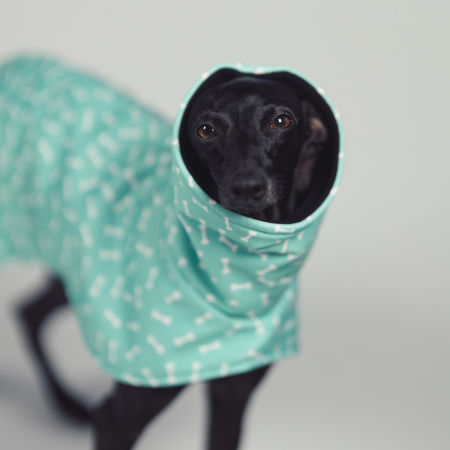 Kurtka dla charcika BONE APPETIT Softshell® - Wear.Chartbeat zdjęcie 4