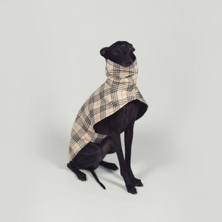 Kurtka dla charcika FURBERRY Softshell® - Wear.Chartbeat zdjęcie 2